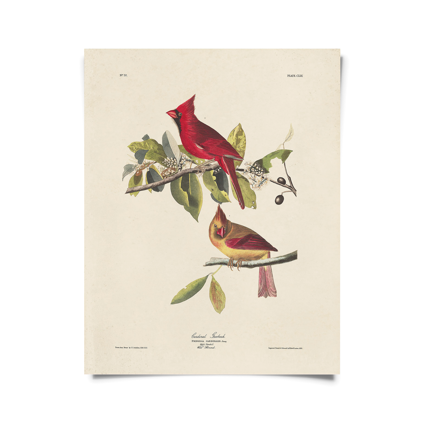 Vintage Audubon Cardinal Bird Print | 11x14