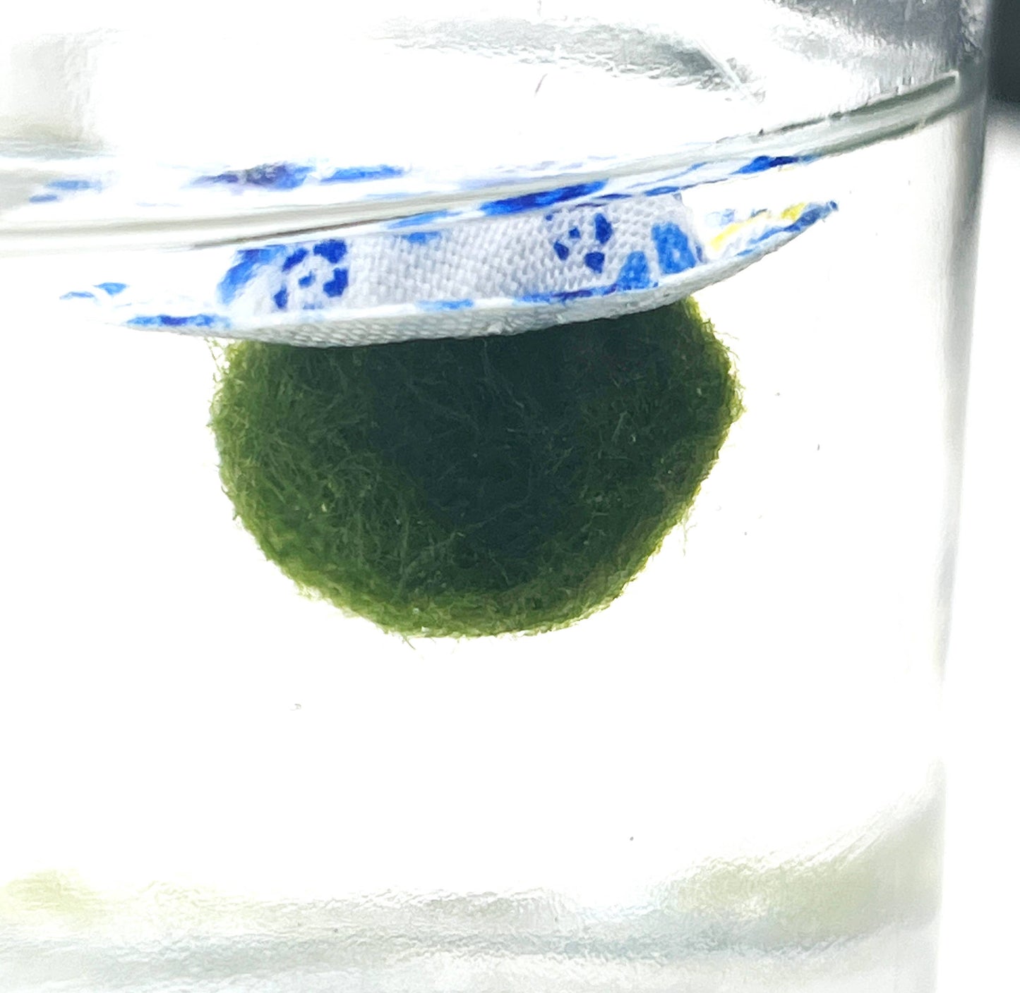 Classic Chico | Single