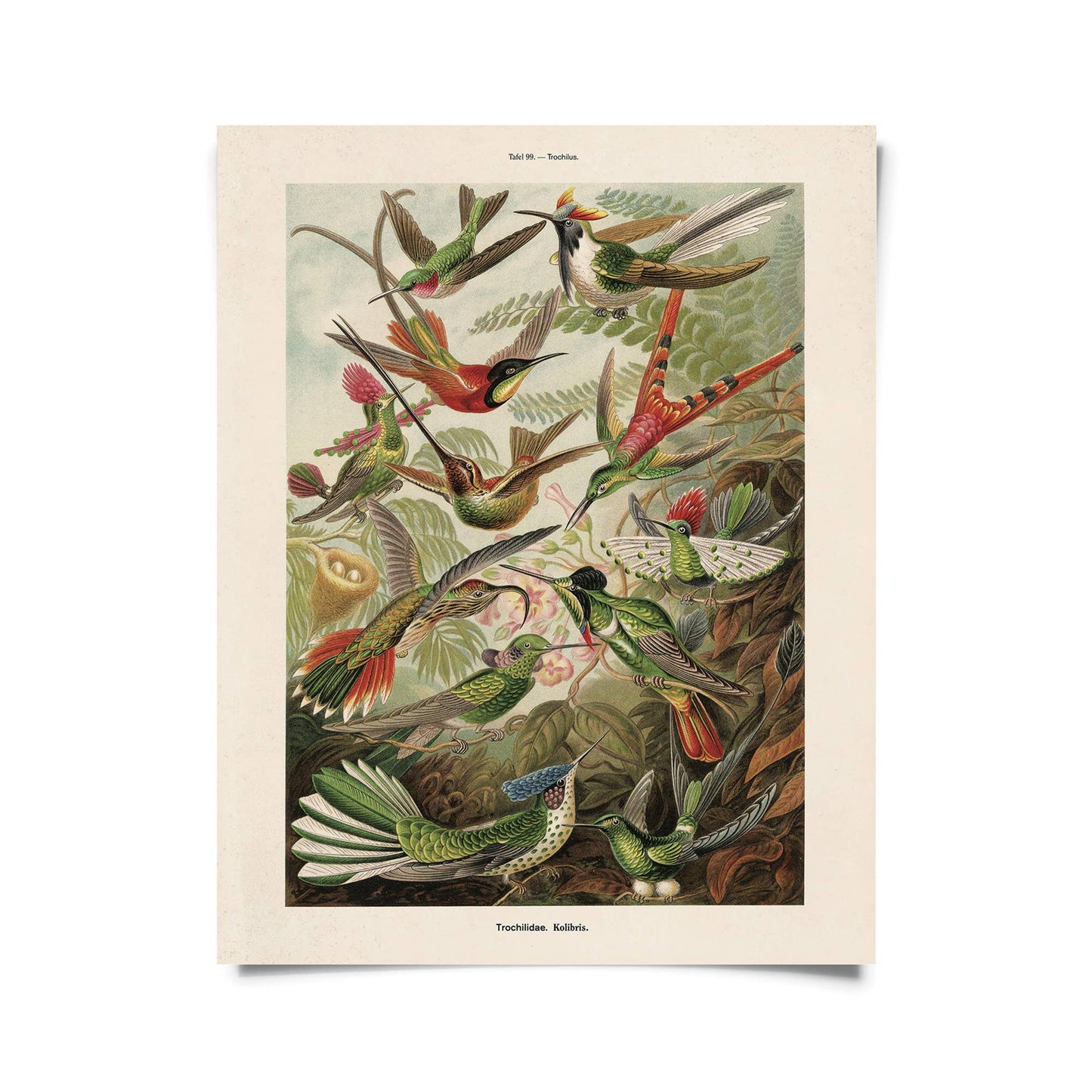 Vintage Haeckel Hummingbirds Print | 11x14