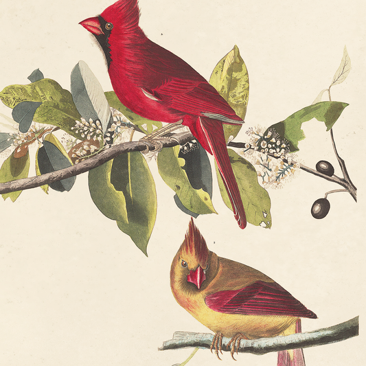 Vintage Audubon Cardinal Bird Print | 11x14