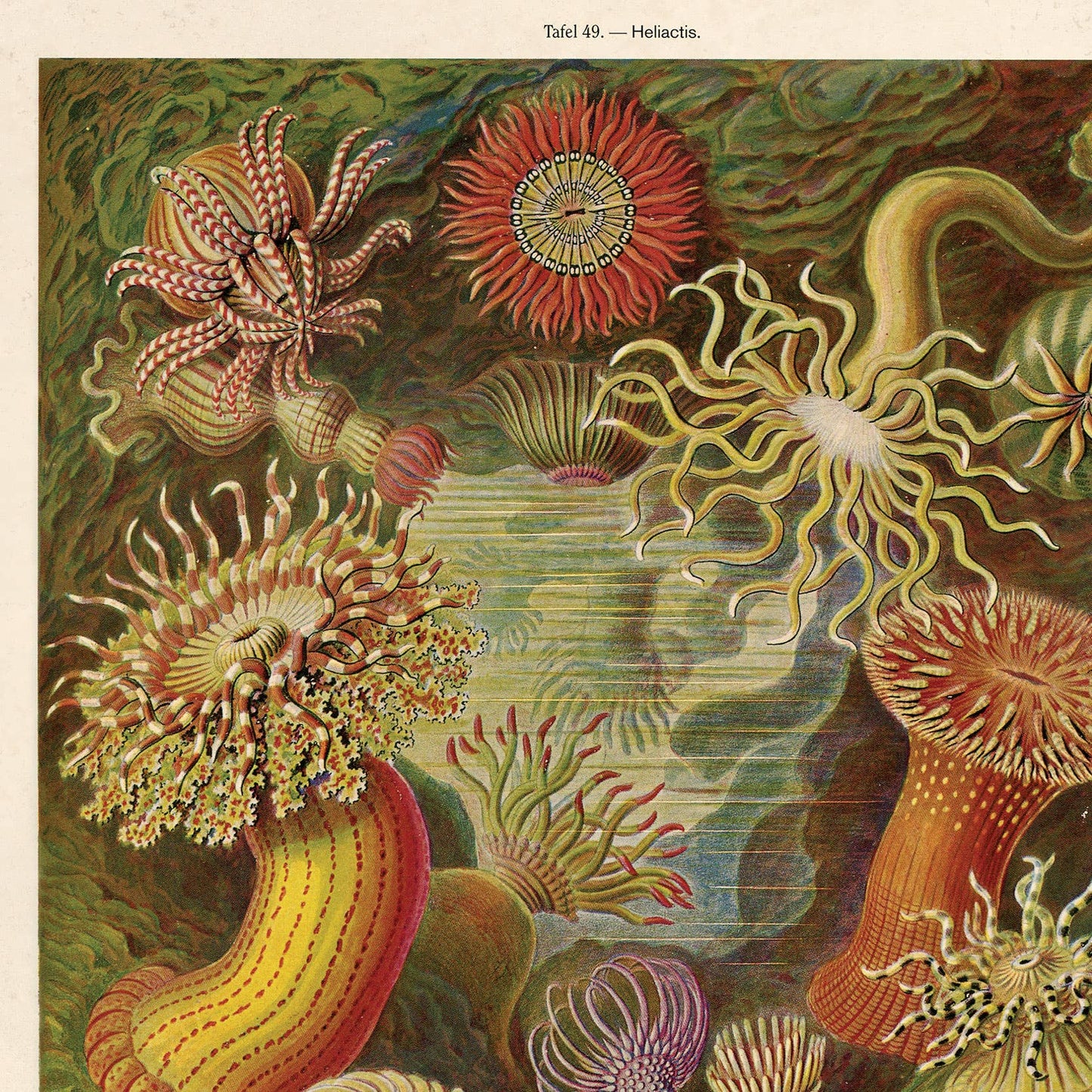 Vintage Haeckel Sea Anemone Print w/ optional frame: 11x14 / Print Only