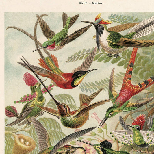 Vintage Haeckel Hummingbirds Print | 11x14