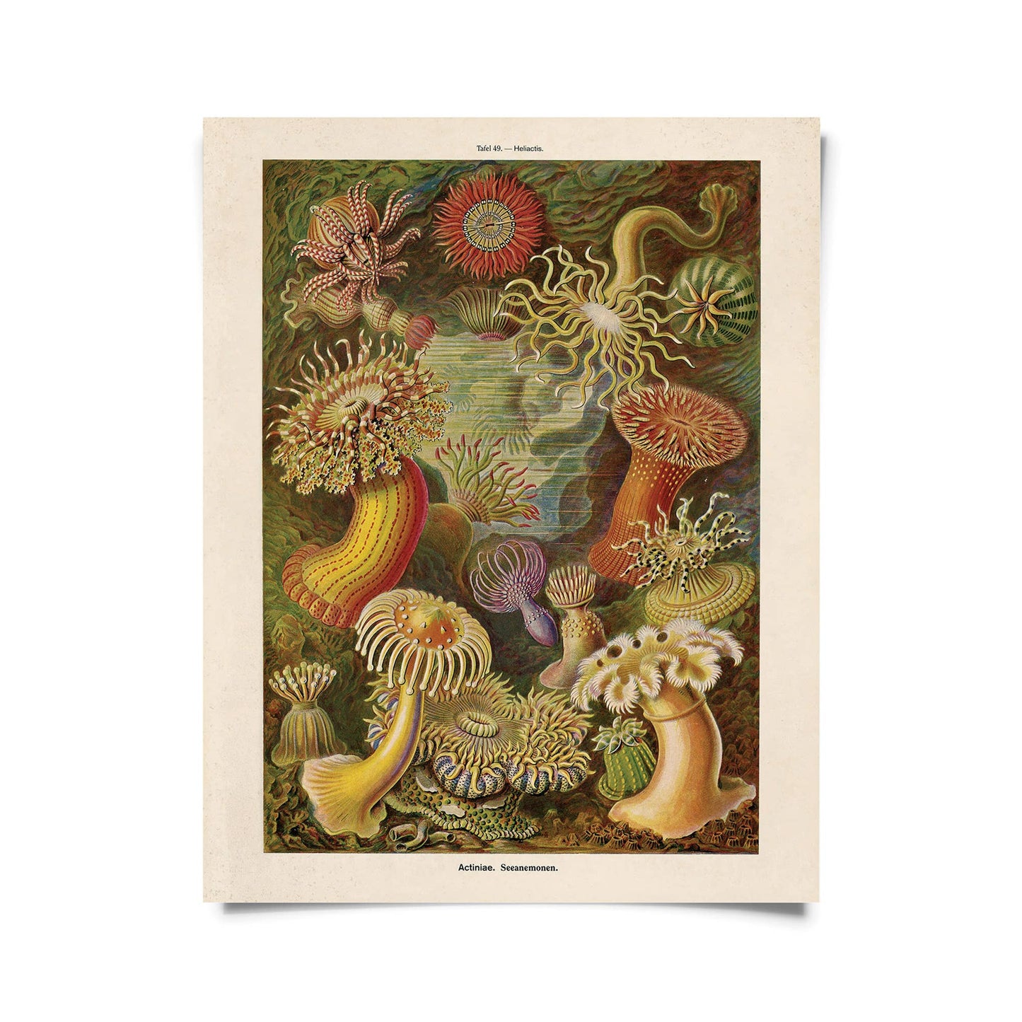 Vintage Haeckel Sea Anemone Print w/ optional frame: 11x14 / Print Only